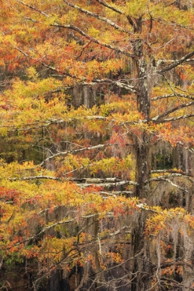 Picture of BALD CYPRESS TREE DRAPED IN SPANISH MOSS WITH FALL COLORS CADDO LAKE STATE PARK-UNCERTAIN-TEXAS