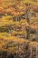 Picture of BALD CYPRESS TREE DRAPED IN SPANISH MOSS WITH FALL COLORS CADDO LAKE STATE PARK-UNCERTAIN-TEXAS