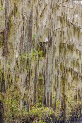 Picture of BALD CYPRESS TREES DRAPED IN SPANISH MOSS IN AUTUMN LINING GOVERNMENT DITCH CADDO LAKE