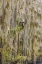 Picture of BALD CYPRESS TREES DRAPED IN SPANISH MOSS IN AUTUMN LINING GOVERNMENT DITCH CADDO LAKE
