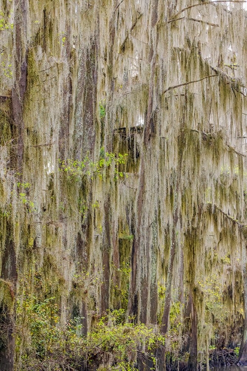 Picture of BALD CYPRESS TREES DRAPED IN SPANISH MOSS IN AUTUMN LINING GOVERNMENT DITCH CADDO LAKE