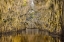 Picture of BALD CYPRESS TREES DRAPED IN SPANISH MOSS IN AUTUMN LINING GOVERNMENT DITCH CADDO LAKE