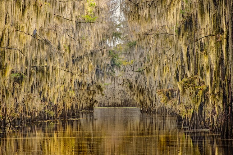 Picture of BALD CYPRESS TREES DRAPED IN SPANISH MOSS IN AUTUMN LINING GOVERNMENT DITCH CADDO LAKE