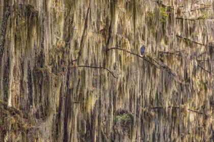 Picture of BALD CYPRESS TREES DRAPED IN SPANISH MOSS AND GREAT BLUE HERON CADDO LAKE-UNCERTAIN-TEXAS