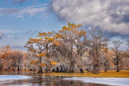 Picture of BALD CYPRESS TREES IN AUTUMN CADDO LAKE-UNCERTAIN-TEXAS
