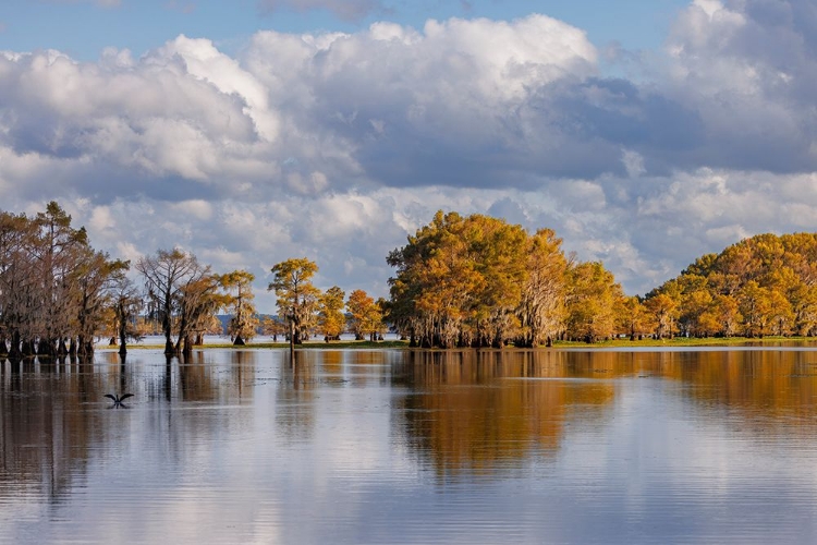 Picture of BALD CYPRESS TREES IN AUTUMN CADDO LAKE-UNCERTAIN-TEXAS