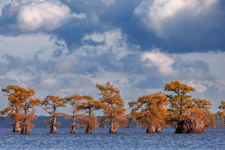 Picture of BALD CYPRESS TREES IN AUTUMN CADDO LAKE-UNCERTAIN-TEXAS