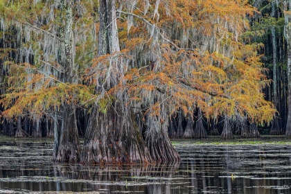 Picture of BALD CYPRESS TREES IN AUTUMN CADDO LAKE-UNCERTAIN-TEXAS