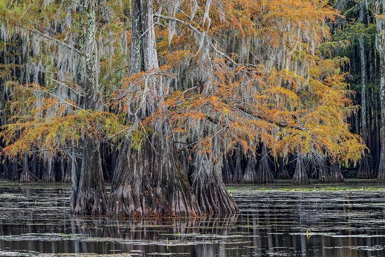 Picture of BALD CYPRESS TREES IN AUTUMN CADDO LAKE-UNCERTAIN-TEXAS