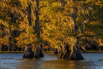 Picture of BALD CYPRESS TREES IN AUTUMN COLORS AT SUNSET CADDO LAKE-UNCERTAIN-TEXAS