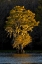 Picture of BALD CYPRESS TREES IN AUTUMN COLORS AT SUNSET CADDO LAKE-UNCERTAIN-TEXAS