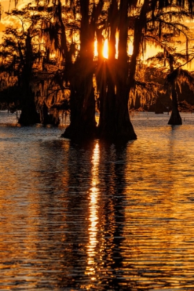 Picture of BALD CYPRESS TREES SILHOUETTED AT SUNSET CADDO LAKE-UNCERTAIN-TEXAS