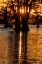 Picture of BALD CYPRESS TREES SILHOUETTED AT SUNSET CADDO LAKE-UNCERTAIN-TEXAS