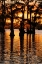 Picture of BALD CYPRESS TREES SILHOUETTED AT SUNSET CADDO LAKE-UNCERTAIN-TEXAS