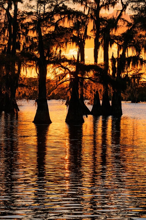 Picture of BALD CYPRESS TREES SILHOUETTED AT SUNSET CADDO LAKE-UNCERTAIN-TEXAS