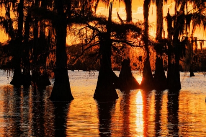 Picture of BALD CYPRESS TREES SILHOUETTED AT SUNSET CADDO LAKE-UNCERTAIN-TEXAS