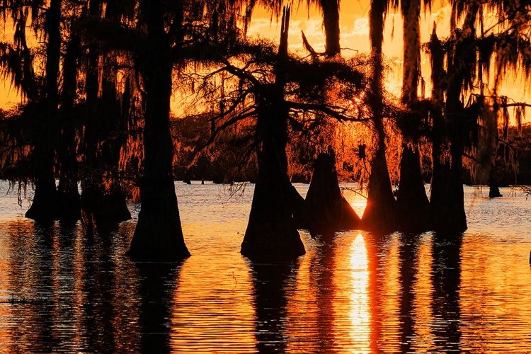 Picture of BALD CYPRESS TREES SILHOUETTED AT SUNSET CADDO LAKE-UNCERTAIN-TEXAS