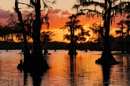 Picture of BALD CYPRESS TREES SILHOUETTED AT SUNSET CADDO LAKE-UNCERTAIN-TEXAS