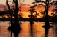 Picture of BALD CYPRESS TREES SILHOUETTED AT SUNSET CADDO LAKE-UNCERTAIN-TEXAS