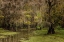 Picture of CYPRESS TREES AND SPANISH MOSS LINING SHORELINE OF CADDO LAKE-UNCERTAIN-TEXAS