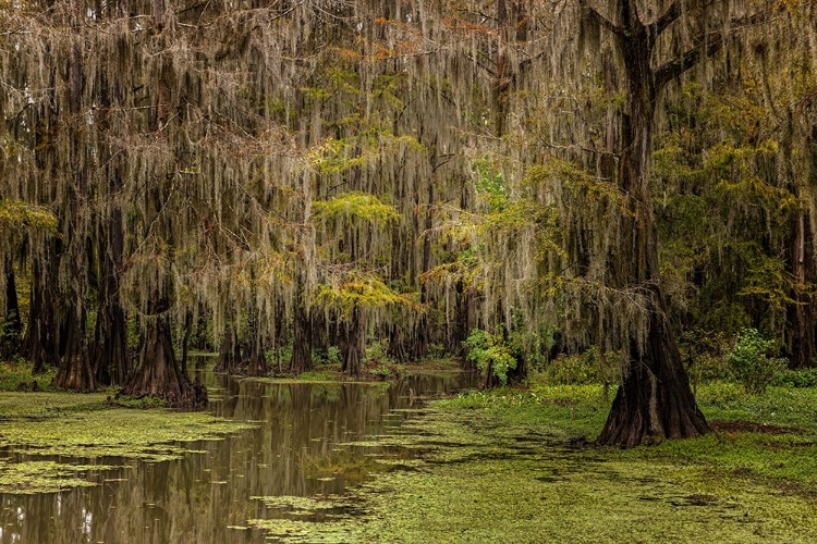 Picture of CYPRESS TREES AND SPANISH MOSS LINING SHORELINE OF CADDO LAKE-UNCERTAIN-TEXAS