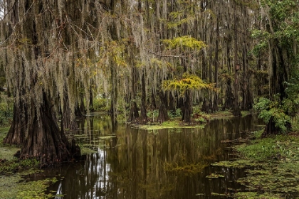 Picture of CYPRESS TREES AND SPANISH MOSS LINING SHORELINE OF CADDO LAKE-UNCERTAIN-TEXAS