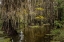 Picture of CYPRESS TREES AND SPANISH MOSS LINING SHORELINE OF CADDO LAKE-UNCERTAIN-TEXAS