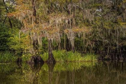 Picture of CYPRESS TREES AND SPANISH MOSS LINING SHORELINE OF CADDO LAKE-UNCERTAIN-TEXAS