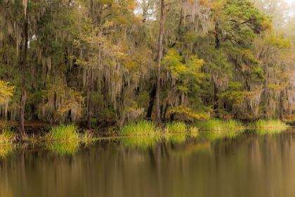 Picture of CYPRESS TREES AND SPANISH MOSS LINING SHORELINE OF CADDO LAKE-UNCERTAIN-TEXAS