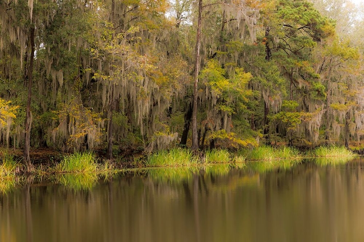 Picture of CYPRESS TREES AND SPANISH MOSS LINING SHORELINE OF CADDO LAKE-UNCERTAIN-TEXAS