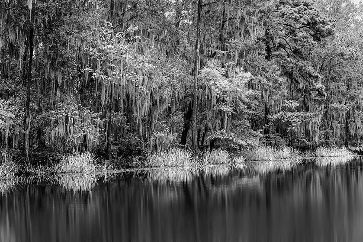 Picture of CYPRESS TREES AND SPANISH MOSS LINING SHORELINE OF CADDO LAKE-UNCERTAIN-TEXAS