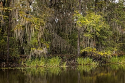 Picture of CYPRESS TREES AND SPANISH MOSS LINING SHORELINE OF CADDO LAKE-UNCERTAIN-TEXAS