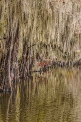 Picture of CYPRESS TREES AND SPANISH MOSS LINING SHORELINE OF CADDO LAKE-UNCERTAIN-TEXAS