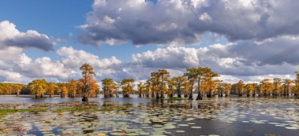 Picture of BALD CYPRESS TREES IN AUTUMN AND LILY-ADS CADDO LAKE-UNCERTAIN-TEXAS