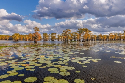 Picture of BALD CYPRESS TREES IN AUTUMN AND LILY-ADS CADDO LAKE-UNCERTAIN-TEXAS