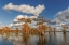 Picture of BALD CYPRESS TREES IN AUTUMN REFLECTED ON LAKE CADDO LAKE-UNCERTAIN-TEXAS