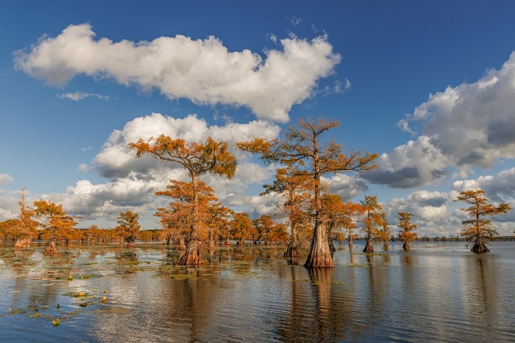 Picture of BALD CYPRESS TREES IN AUTUMN REFLECTED ON LAKE CADDO LAKE-UNCERTAIN-TEXAS