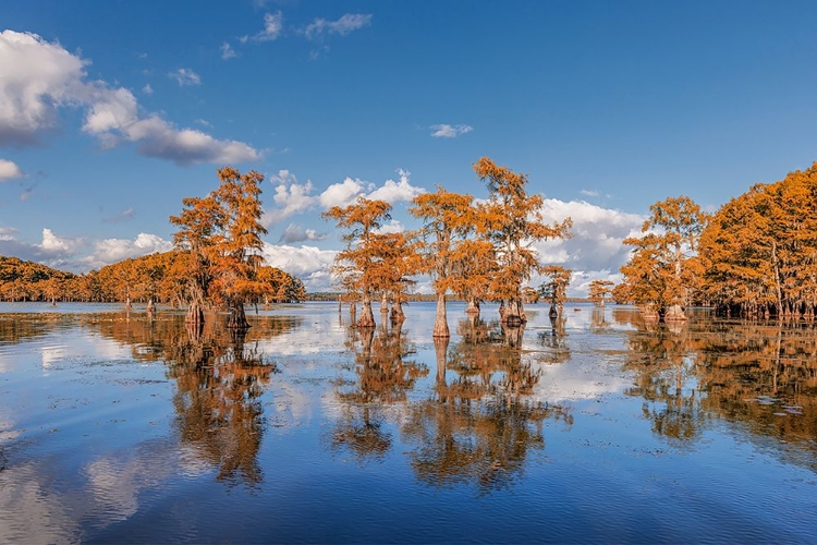 Picture of BALD CYPRESS TREES IN AUTUMN REFLECTED ON LAKE CADDO LAKE-UNCERTAIN-TEXAS