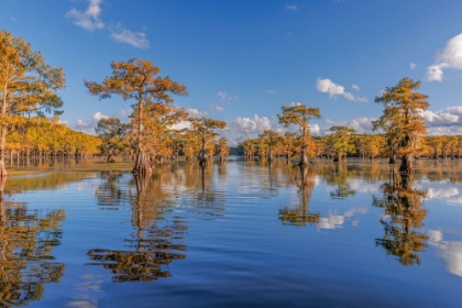 Picture of BALD CYPRESS TREES IN AUTUMN REFLECTED ON LAKE CADDO LAKE-UNCERTAIN-TEXAS