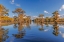 Picture of BALD CYPRESS TREES IN AUTUMN REFLECTED ON LAKE CADDO LAKE-UNCERTAIN-TEXAS