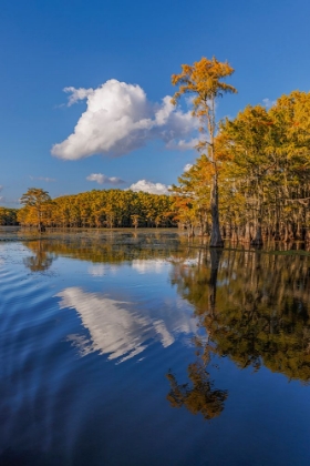 Picture of BALD CYPRESS TREES IN AUTUMN REFLECTED ON LAKE CADDO LAKE-UNCERTAIN-TEXAS