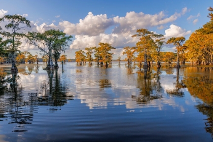 Picture of BALD CYPRESS TREES IN AUTUMN REFLECTED ON LAKE CADDO LAKE-UNCERTAIN-TEXAS