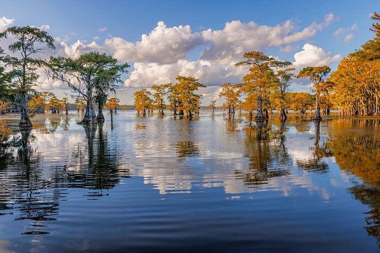 Picture of BALD CYPRESS TREES IN AUTUMN REFLECTED ON LAKE CADDO LAKE-UNCERTAIN-TEXAS