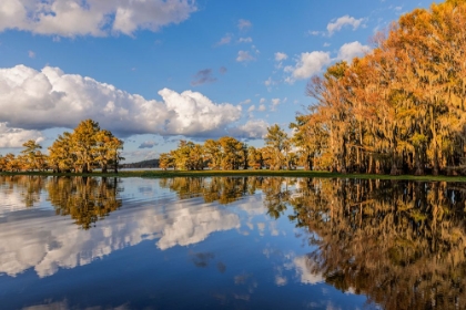 Picture of BALD CYPRESS TREES IN AUTUMN REFLECTED ON LAKE CADDO LAKE-UNCERTAIN-TEXAS