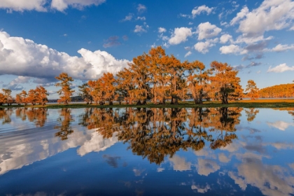 Picture of BALD CYPRESS TREES IN AUTUMN REFLECTED ON LAKE CADDO LAKE-UNCERTAIN-TEXAS