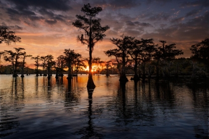 Picture of BALD CYPRESS TREES SILHOUETTED AT SUNSET CADDO LAKE-UNCERTAIN-TEXAS