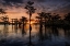 Picture of BALD CYPRESS TREES SILHOUETTED AT SUNSET CADDO LAKE-UNCERTAIN-TEXAS