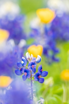 Picture of JOHNSON CITY-TEXAS-USA-BLUEBONNET WILDFLOWERS IN THE TEXAS HILL COUNTRY