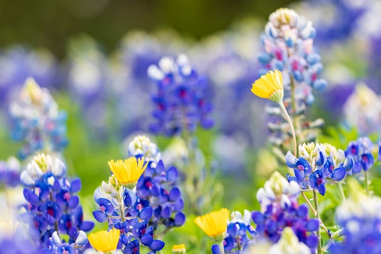 Picture of JOHNSON CITY-TEXAS-USA-BLUEBONNET WILDFLOWERS IN THE TEXAS HILL COUNTRY