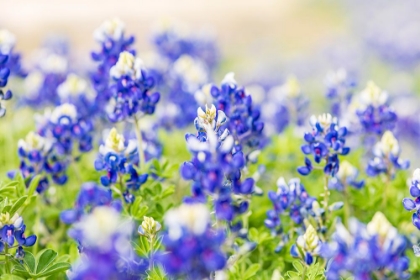 Picture of JOHNSON CITY-TEXAS-USA-BLUEBONNET WILDFLOWERS IN THE TEXAS HILL COUNTRY
